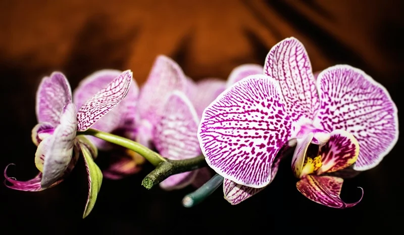 Arti Warna, Ciri, Makna, Filosofi untuk Bouquet Bunga Anggrek