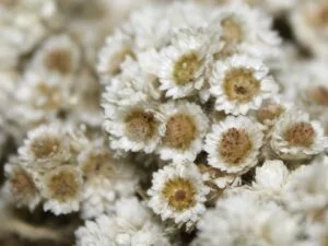 Hand Buket Bunga Edelweis, Filosofi Pengorbanan Dan Cinta Sejati